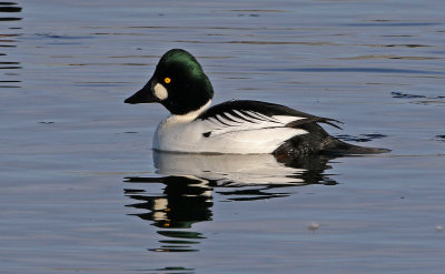 Common Goldeneye 2019-01-06