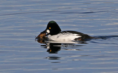 Common Goldeneye 2019-01-06
