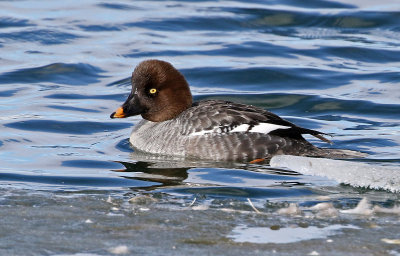 Common Goldeneye 2019-01-06