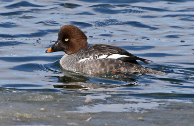 Common Goldeneye 2019-01-06