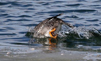 Common Goldeneye 2019-01-06