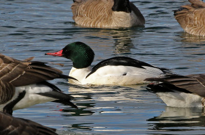 Common Merganser 2019-01-06