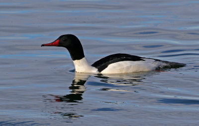Common Merganser 2019-01-06