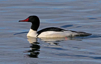 Common Merganser 2019-01-06