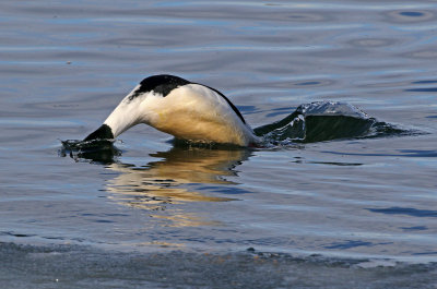 Common Merganser 2019-01-06
