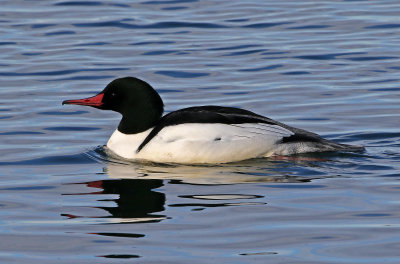 Common Merganser 2019-01-06