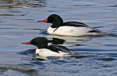 Common Merganser 2019-01-06