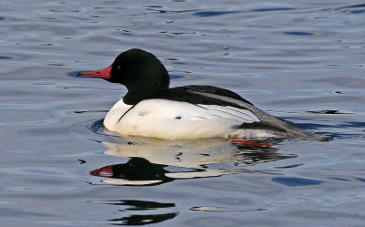 Common Merganser 2019-01-06