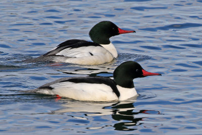 Common Merganser 2019-01-06