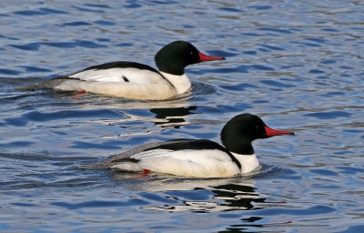 Common Merganser 2019-01-06
