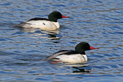 Common Merganser 2019-01-06