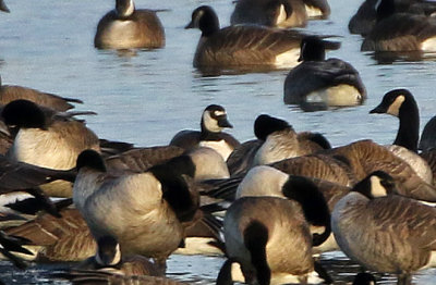 Cackling? Goose 2019-01-06