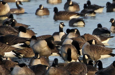 Cackling? Goose 2019-01-06