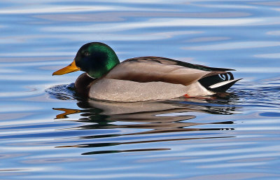 Mallard 2019-01-06