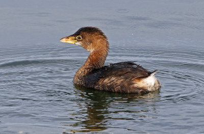 Pied-billed Grebe 2019-01-06