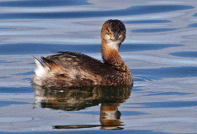 Pied-billed Grebe 2019-01-06