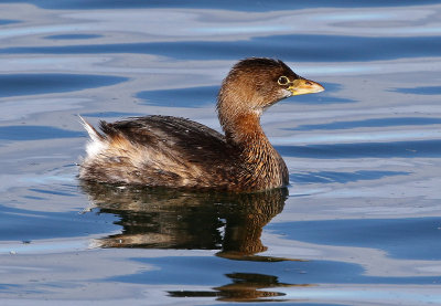 Pied-billed Grebe 2019-01-06
