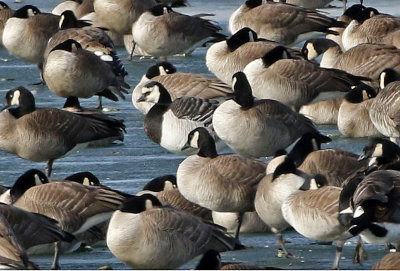 Barnacle Goose 2019-01-06