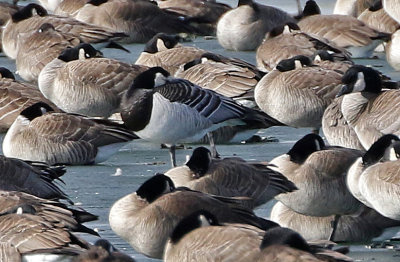 Barnacle Goose 2019-01-06