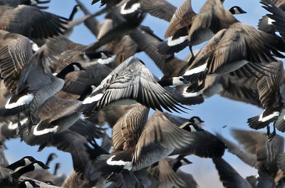 Barnacle Goose 2019-01-06