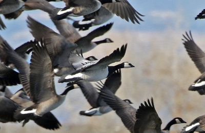 Barnacle Goose 2019-01-06