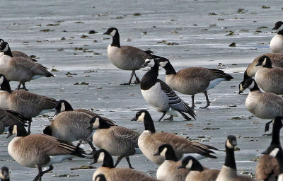 Barnacle Goose 2019-01-06