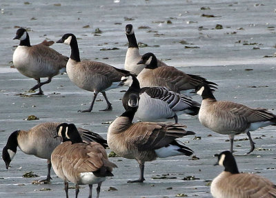 Barnacle Goose 2019-01-06