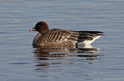 Pink-footed Goose 2019-01-06