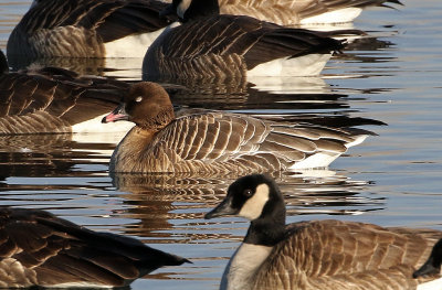 Pink-footed Goose 2019-01-06