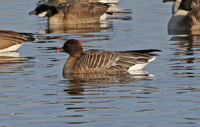 Pink-footed Goose 2019-01-06