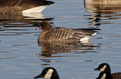 Pink-footed Goose 2019-01-06