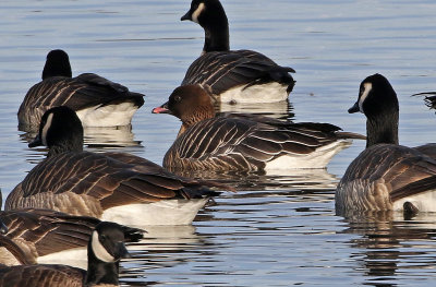Pink-footed Goose 2019-01-06