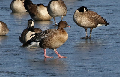 Pink-footed Goose 2019-01-06