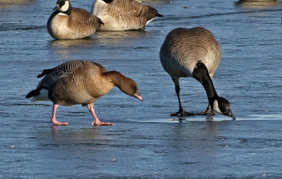Pink-footed Goose 2019-01-06