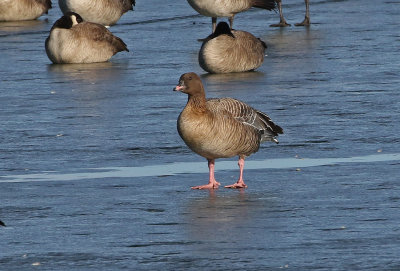 Pink-footed Goose 2019-01-06