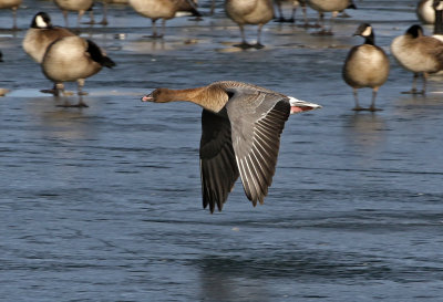 Pink-footed Goose 2019-01-06