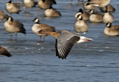 Pink-footed Goose 2019-01-06