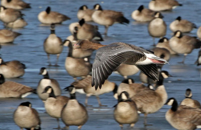 Pink-footed Goose 2019-01-06