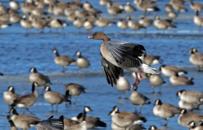 Pink-footed Goose 2019-01-06