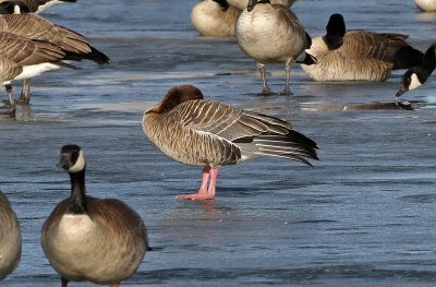 Pink-footed Goose 2019-01-06