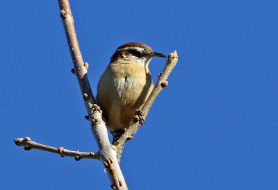 Carolina Wren 2019-01-08