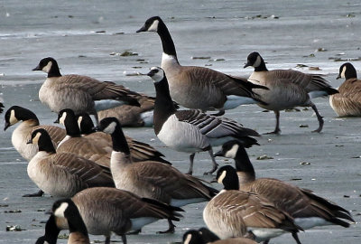Barnacle Goose 2019-01-06