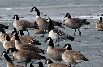 Barnacle Goose 2019-01-06