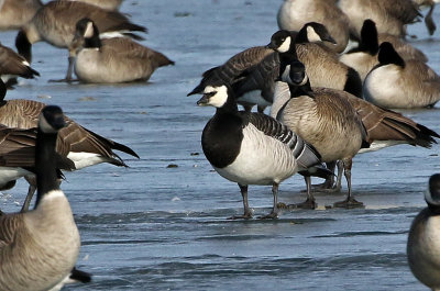 Barnacle Goose 2019-01-06