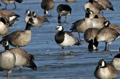 Barnacle Goose 2019-01-06