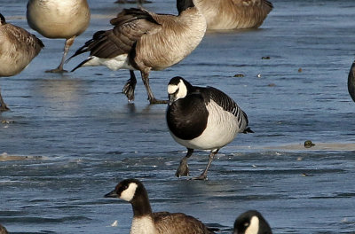 Barnacle Goose 2019-01-06