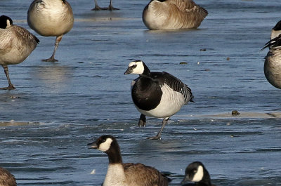 Barnacle Goose 2019-01-06