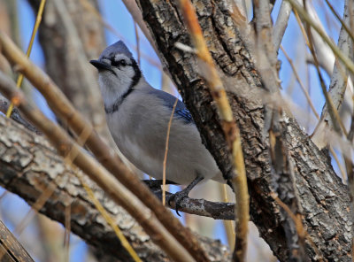 Blue Jay 2019-01-04
