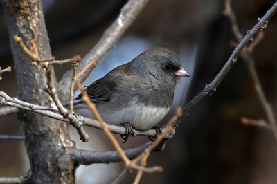 Dark-eyed Junco 2019-01-04