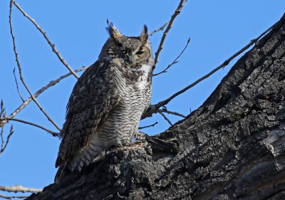 Great Horned Owl 2019-01-04